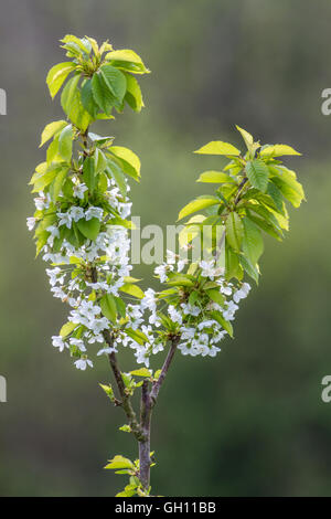 Shot verticale de cerisiers en fleurs blanc contre un fond naturel vert. Banque D'Images