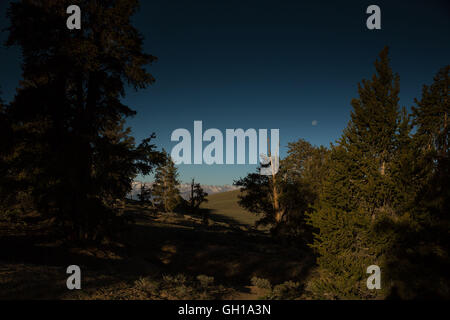Les montagnes blanches, en Californie, aux États-Unis. 14 Juin, 2014. L'moonsets comme le soleil se lève sur la forêt de pin, la Sierra Nevada peut être vu à gauche. L'ancienne forêt de pins bristlecone est accueil du plus vieux arbres au monde, Bristlecone Pines. Écologiquement, les montagnes blanches sont comme les autres gammes dans le bassin et la gamme Province ; ils sont secs, mais le haut des pentes à partir de 9 200 à 11 500 ft tenir des forêts subalpines du Grand Bassin de Bristlecone Pine. Un Bristlecone Pine est l'une des trois espèces de pins (famille des Pinaceae, genre Pinus, paragraphe Balfourianae). Les trois espèces sont Banque D'Images