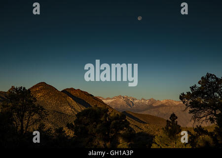 Jun 14, 2014 - les montagnes Blanches, Californie, États-Unis - Les montagnes de la Sierra Nevada et le Mont Whitney vu au lever du soleil et de la lune à partir de la montagnes blanches de l'autre côté de la vallée de l'Owens. Écologiquement, les montagnes blanches sont comme les autres gammes dans le bassin et la gamme Province ; ils sont secs, mais le haut des pentes à partir de 9 200 à 11 500 ft tenir des forêts subalpines du Grand Bassin de Bristlecone Pine. Un Bristlecone Pine est l'une des trois espèces de pins (famille des Pinaceae, genre Pinus, paragraphe Balfourianae). Les trois espèces ont une longue durée de vie et très résistante aux intempéries et mauvais sols. L'un des t Banque D'Images