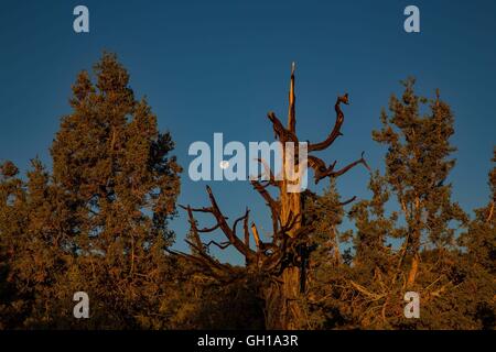 Jun 14, 2014 - les montagnes Blanches, Californie, États-Unis - l'moonsets comme le soleil se lève sur la forêt de pin. L'ancienne forêt de pins bristlecone est accueil du plus vieux arbres au monde, Bristlecone Pines. Écologiquement, les montagnes blanches sont comme les autres gammes dans le bassin et la gamme Province ; ils sont secs, mais le haut des pentes à partir de 9 200 à 11 500 ft tenir des forêts subalpines du Grand Bassin de Bristlecone Pine. Un Bristlecone Pine est l'une des trois espèces de pins (famille des Pinaceae, genre Pinus, paragraphe Balfourianae). Les trois espèces ont une longue durée de vie et très résistante à l'hars Banque D'Images
