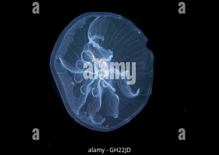 Une mutation génétique, cette méduse possède sept au lieu de quatre gonades - Moon jelly, méduse méduse de lune ou commun (Aurelia aur Banque D'Images
