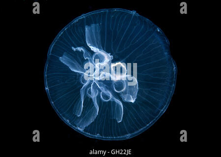 Une mutation génétique, cette méduse possède sept au lieu de quatre gonades - Moon jelly, méduse méduse de lune ou commun (Aurelia aur Banque D'Images