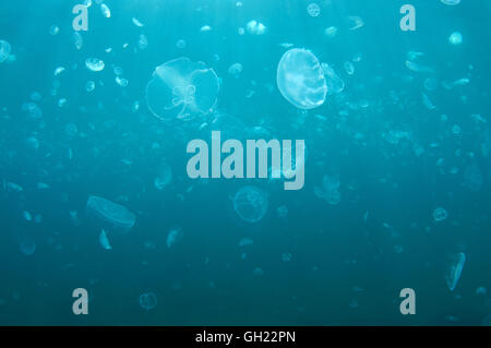 Groupe de Moon jelly, communs ou de méduses méduses Aurelia aurita (lune) dans l'eau bleu, de la Mer Noire Banque D'Images