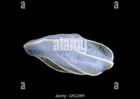 Brown comb jelly (Beroe ovata) Mer Noire Banque D'Images