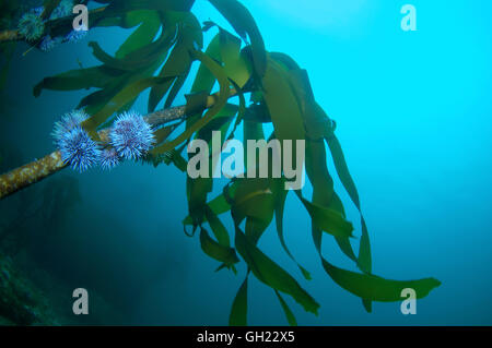 Sea Rod ou mara (Laminaria hyperborea lattes), mer de Barents, l'Arctique russe Banque D'Images