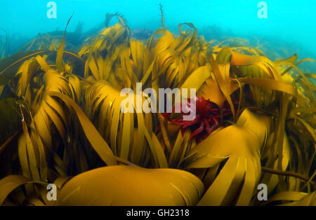 Fourrés denses d'algues laminaires, Sea Rod ou mara (Laminaria hyperborea lattes), mer de Barents, l'Arctique russe Banque D'Images