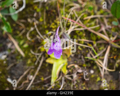 Grassette commune Pinguicula vulgaris - fleur sauvage délicate au Groenland en famille utriculaire et carnivores vivaces Banque D'Images