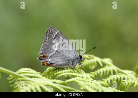 Purple Hairstreak, Favonius (Quercusia) (Neozephryus) quercus, adultes nouvellement émergés sur bracken Banque D'Images