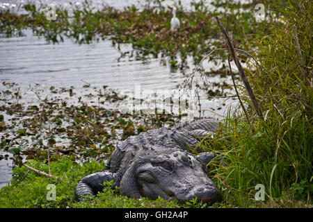 Alligator assis le long de la rive d'un marécage à Gainesville, Floride Banque D'Images