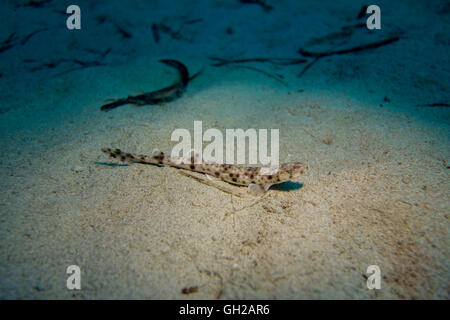 Les petites bourses à points, Scyliorhinus canicula, de la mer Méditerranée. Cette photo a été prise à Malte. Banque D'Images