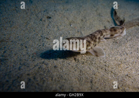 Les petites bourses à points, Scyliorhinus canicula, de la mer Méditerranée. Cette photo a été prise à Malte. Banque D'Images