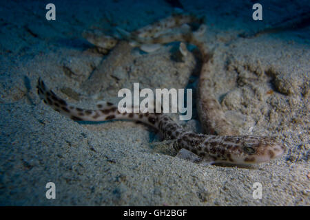 Les petites bourses à points, Scyliorhinus canicula, de la mer Méditerranée. Cette photo a été prise à Malte. Banque D'Images