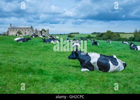 Les vaches laitières Holstein Friesian ; sur l'herbe pâturage avec Binham prieuré à distance ; Norfolk ; Angleterre ; Juin. Banque D'Images