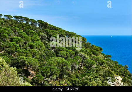 Hill de Cala Salionc Tossa de Mar, Costa Brava, Espagne Banque D'Images