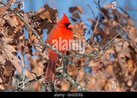 Cardinal rouge Cardinalis cardinalis homme perché sur membre de l'arbre de chêne (Quercus sp) est de l'Amérique du Nord Banque D'Images