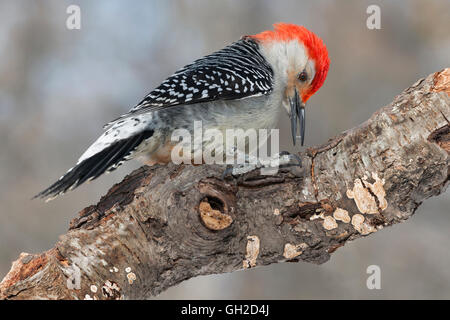 À ventre roux (Melanerpes carolinus mâles, est des Etats-Unis) Banque D'Images