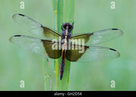 Veuve Skimmer dragonfly (Libellula luctuosa), femme reposant sur l'herbe, est des États-Unis, par Skip Moody/Dembinsky photo Assoc Banque D'Images