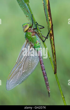 Vert commun Darner Dragonfly Anax junius reposant sur une lame d'herbe, E. N America, par Skip Moody/Dembinsky photo Assoc Banque D'Images