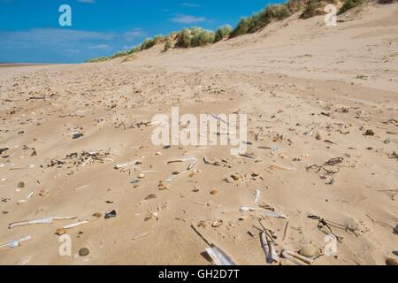 Vue sur plage de sable fin parsemées de coquillages, Norfolk, Angleterre, juillet. Banque D'Images