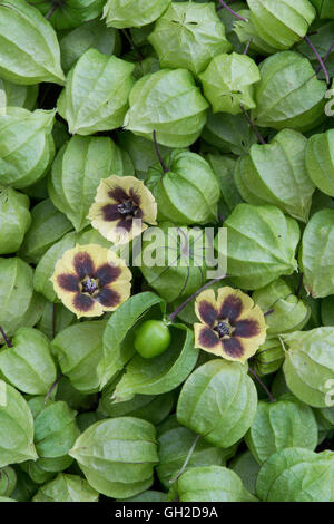 Bon cerise de terre fleurs et gousses (Physalis longifolia var) subglabrata E USA Banque D'Images