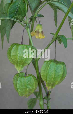 Virginie cerise de terre fleurs et les coupelles de semences ( Physalis virginiana) est de l'USA Banque D'Images