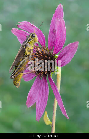 Grasshopper à deux rayures (Melanoplus bivittatus) sur E. Purple Coneflewer (Echinacea purpurea), E USA, par Skip Moody/Dembinsky photo Assoc Banque D'Images