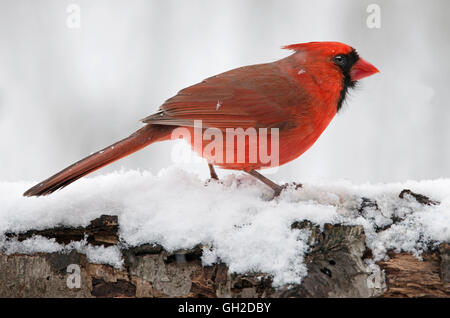 Cardinal rouge Cardinalis cardinalis homme perché sur souche d'arbre est de l'Amérique du Nord Banque D'Images