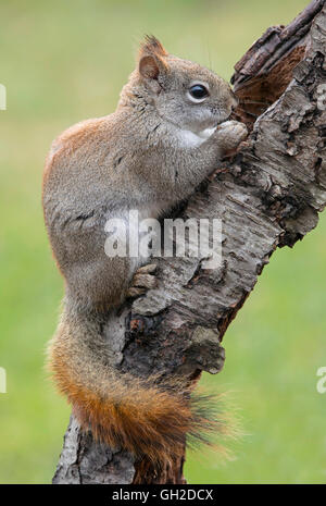 L'Est de l'Écureuil roux (Tamiasciurus acorn manger ou Sciurus hudsonicus), au début du printemps, E Amérique du Nord Banque D'Images