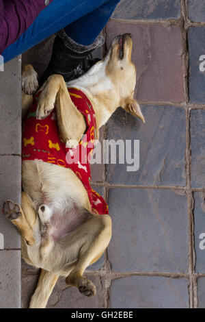 Chien amical de détente dans la ville de Cusco portant une chemise rouge pour garder au chaud la nuit Banque D'Images