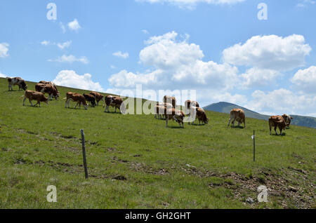 Sur les pâturages de montagne Zlatibor en Serbie avec troupeau de vaches et taureaux qui paît Banque D'Images