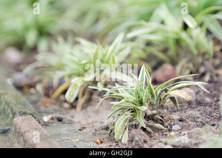 Chlorophytum pot en blanc sur fond de bois (plante ornementale, Variegatum, comosum, Plante araignée) Banque D'Images