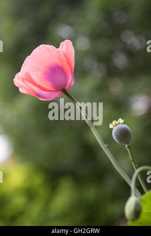 Graines de pavot coquelicot-rose bud dans l'été britannique Banque D'Images