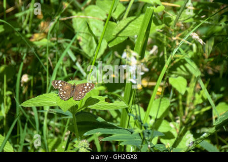 Bois moucheté papillon de la soleil d'été Banque D'Images