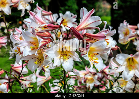 La floraison des plantes hautes lily dans une bordure herbacée d'un jardin anglais. Banque D'Images