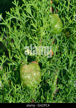 Cyprès - Cupressus sempervirens Méditerranée nouveaux cônes verts Banque D'Images