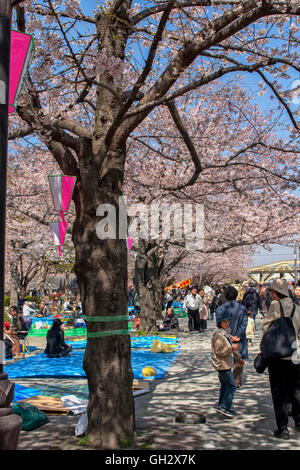 La fête des cerisiers en fleur (appelée hanami) à Tokyo Banque D'Images