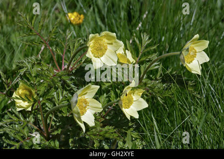 Anémone pulsatille des Alpes (Pulsatilla vulgaris), Pordoi Pass, Dolomites, Italie Banque D'Images