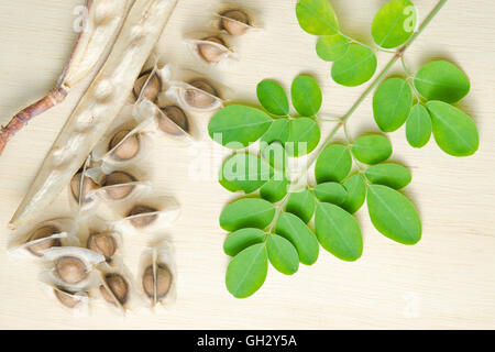 Le moringa (également connu sous le nom de M. oleifera Lam., Futaba, MORINGACÉES marteau kom, légumes hum hum bug, bug de Moringa Hoo) feuille et s Banque D'Images