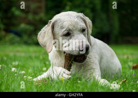 Sweet cute labrador chiot chien couché sur un pré vert et de mâcher sur une branche stick Banque D'Images