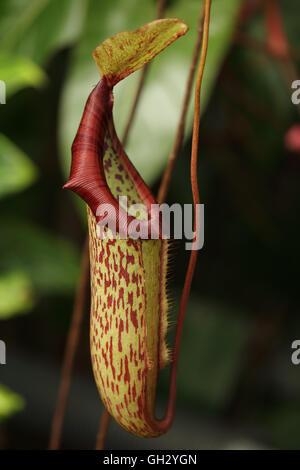 Une sarracénie, Nepenthes sp., provenant des forêts de Bornéo. C'est probablement l'un de l'espèce dans le N. maxima complexe. Banque D'Images