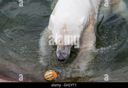 L'ours polaire dans une eau de manger un melon Banque D'Images