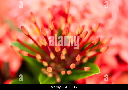 Ixora coccinea c'est un arbuste à fleurs originaire Banque D'Images