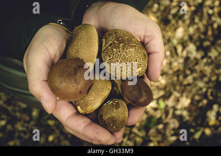 Champignons des bois fraîchement cueillis dans woman's hands Banque D'Images