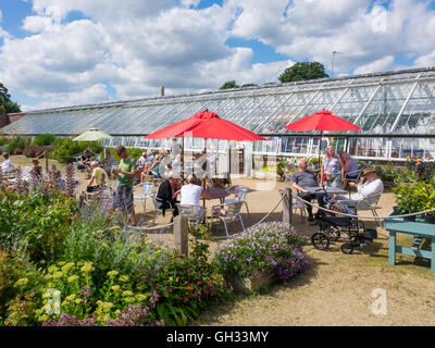 Café dans un Vinehouse à Helmsley Walled Garden North Yorkshire Banque D'Images