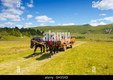 Montagnes Rodna, Roumanie, 05 juillet 2015 : Groupe de touristes à cheval dans les montagnes Rodna panier, Roumanie Banque D'Images