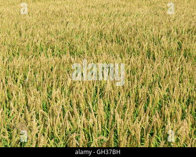 Domaine de riz dans les rizières. La culture du riz dans les climats tempérés. Banque D'Images