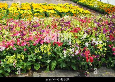 En pleine floraison des fleurs poussant dans une serre Banque D'Images