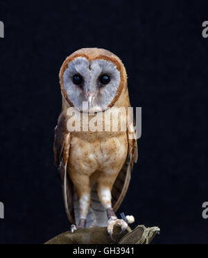 Tout son corps et tête d'un visage cendré Barn Owl sur fond noir et debout sur un gant de cuir. L'oiseau est captif et rare Banque D'Images