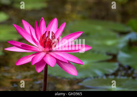 Une Lily rose qui fleurit dans un étang. Banque D'Images