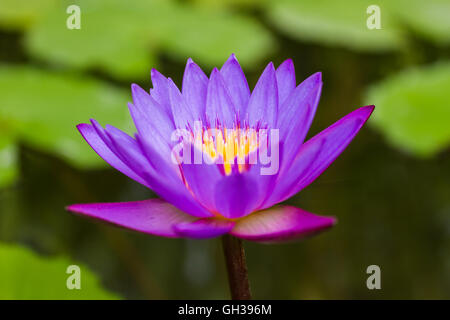 Un vibrant purple fleurs de lys dans un étang. Banque D'Images